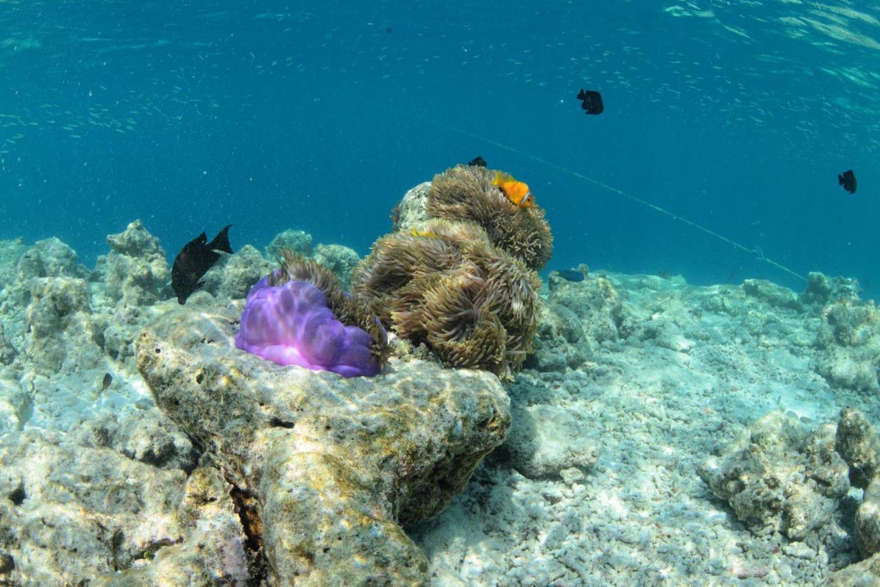 Crystal Sands Maafushi Eksteriør bilde